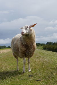 Sheep standing in field on dike