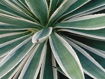 High angle view of a plant