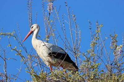 Migratory wild bird white stork in its habitat