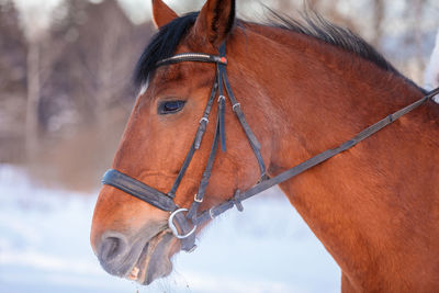 Close up portrait of a horse in winter at sunset. brown color. steam from the mare's nostrils