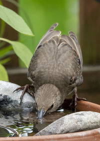 Starling drinks at the bird bath.