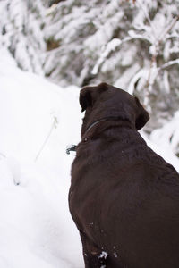 View of a dog on snow covered land