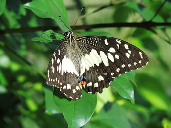 Butterfly on flower