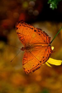 Close-up of butterfly on plant