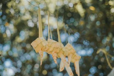 Ketupat or rice dumpling is traditional food in malaysia during eid celebration. 