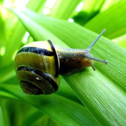 Close-up of snail on leaf