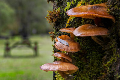 Close-up of mushroom growing on field