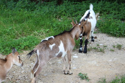 Two horses in a field