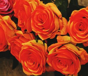 Close-up of roses blooming outdoors