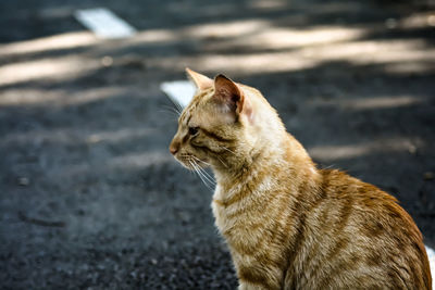 Close-up of cat sitting outdoors