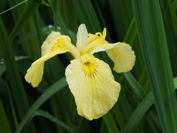 Close-up of yellow flowering plant