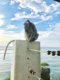 Monkey sitting in a sea against sky