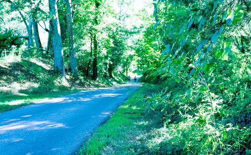 Road passing through forest