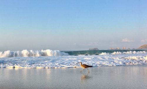 Birds perching on sea against clear sky