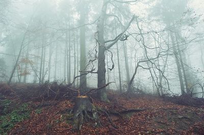 Trees in forest