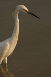 Egret thula snowy egret and reflection estuarine wetland, unare lagoon, venezuela