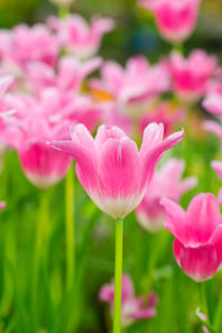 Close-up of pink tulips on field