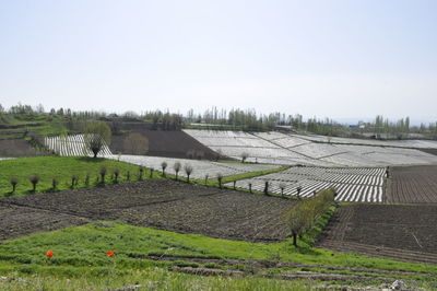 Scenic view of agricultural field against clear sky