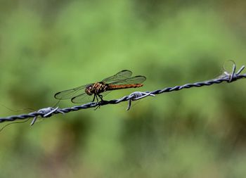 Close-up of insect on barbed wire