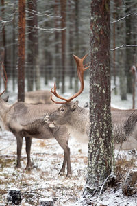 Reindeers in forest during winter