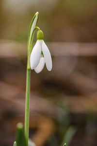 Close-up of white flowering plant