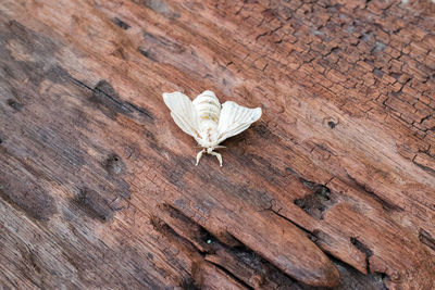 High angle view of leaf on wood