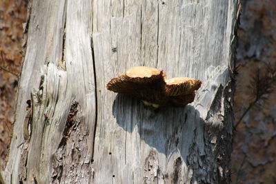 Close-up of mushrooms on tree trunk