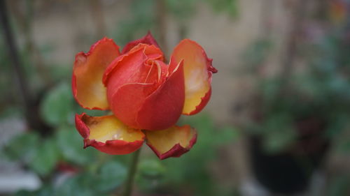 Close-up of red rose blooming outdoors