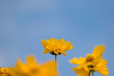 Close-up of yellow cosmos flowers against clear blue sky