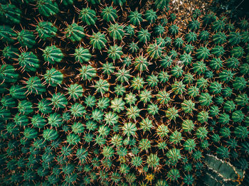 Full frame shot of plants