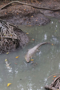 High angle view of fish in lake