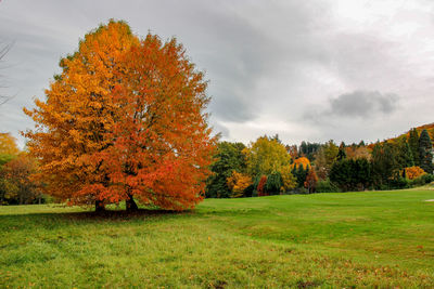 Trees on field against sky during autumn