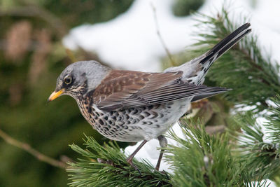 Close-up of bird perching outdoors