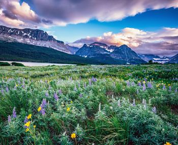 Purple flowers on field by mountains against sky