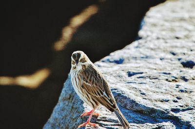 Close-up of bird perching on rock