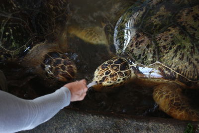 Close-up of turtle