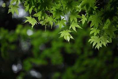 Close-up of fresh green leaves