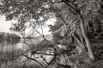 Scenic view of lake against trees in forest