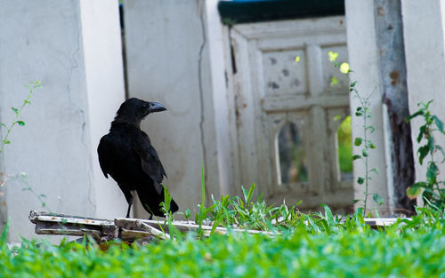 Raven perching against old abandoned house