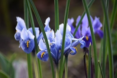 Close-up of purple crocus flowers