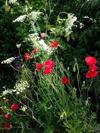 Close-up of red flowers