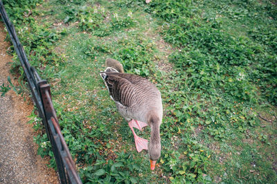 Group of animals on field