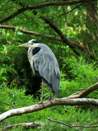 High angle view of gray heron perching on a tree
