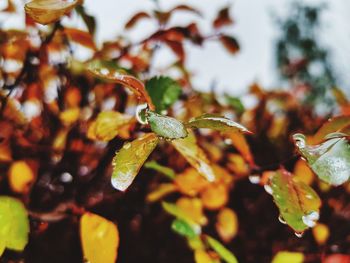 Close-up of grasshopper on plant