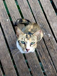 Close-up of cat sitting on wooden floor