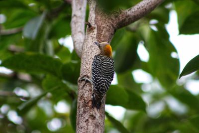 Low angle view of bird perching on tree