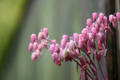 Close-up of pink cherry blossom