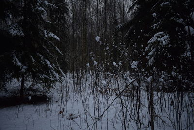 Bare trees in forest during winter