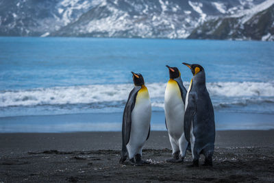 Penguins at beach