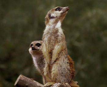 Close-up of an animal looking away